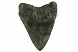 Fossil Megalodon Tooth - South Carolina #331523-1